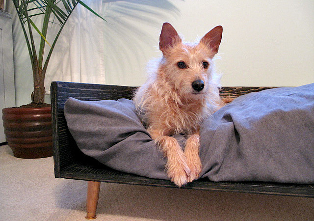 DIY Plywood Dog Bed